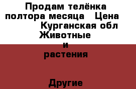 Продам телёнка полтора месяца › Цена ­ 10 000 - Курганская обл. Животные и растения » Другие животные   . Курганская обл.